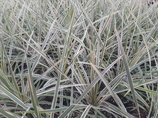 North Parish Gardens