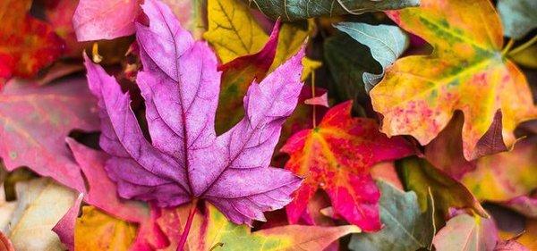 No Excuses Tree Service and Landscaping