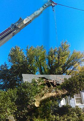 Tree Notch Tree Service