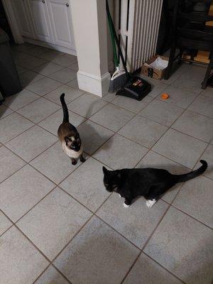 Visiting Vet Tech MA