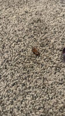 Royal Arms Apartments