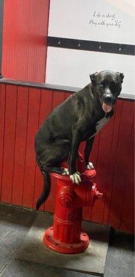 The SMS signature fire hydrant