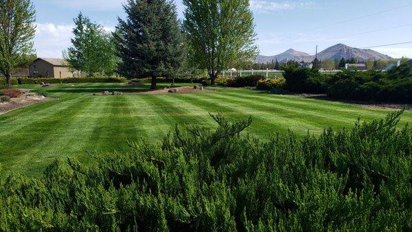 Top Dog Lawn Care & Maintenance