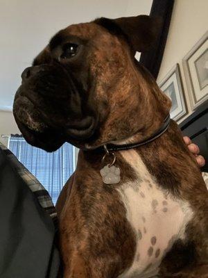 Companion Animal Veterinary Associates