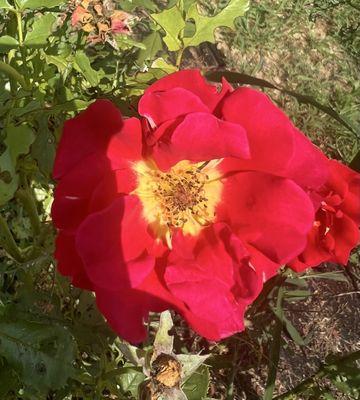 Whiteman-Cook Greenhouses