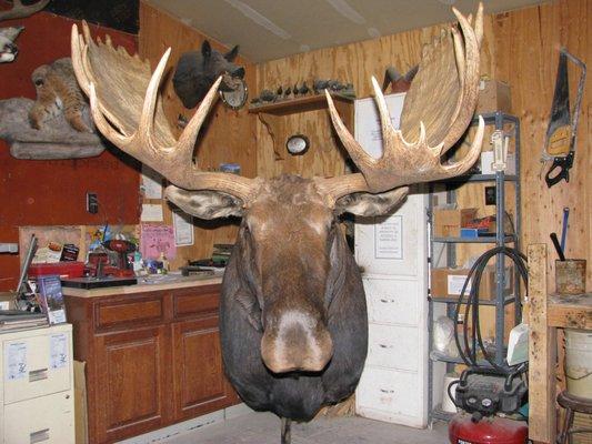 Mountainaire Taxidermy