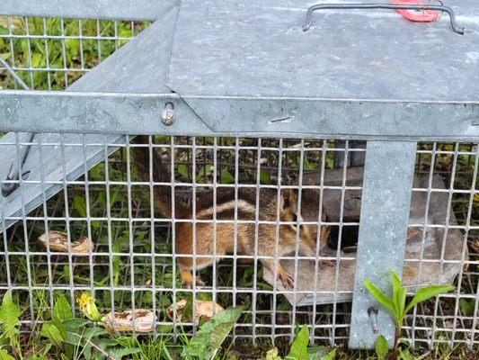 Schoen's wildlife Removal