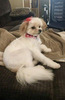 Doggie Styles Pet Grooming