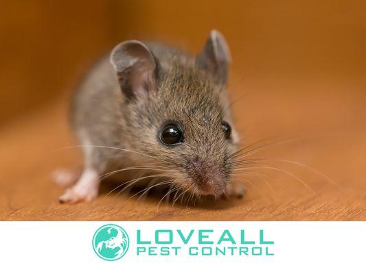 Loveall Pest Control