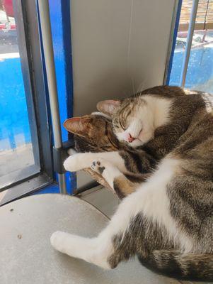 These are the cats at the laundromat 1388 46th avenue