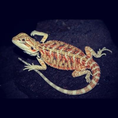 Baby Bearded Dragons Captive Born At Our Facility.