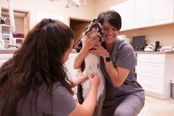 Apalachee Ridge Animal Hospital