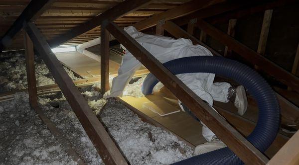 Pro Insulation & Rodents