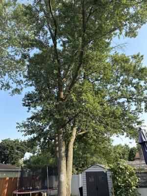 Paul Bunyon and Sons Tree Services