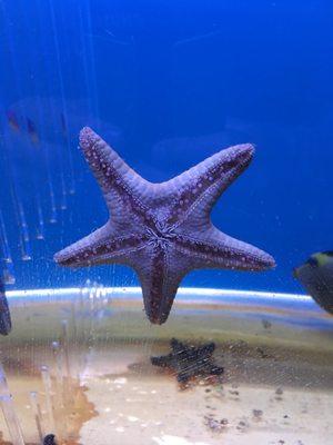 Local Tropical Fish Store in Pacoima, Ca.