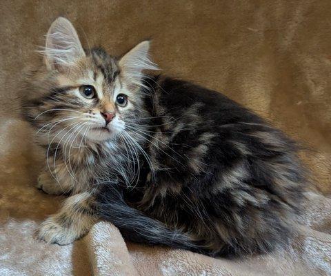 Makanacoon Maine Coon Cats