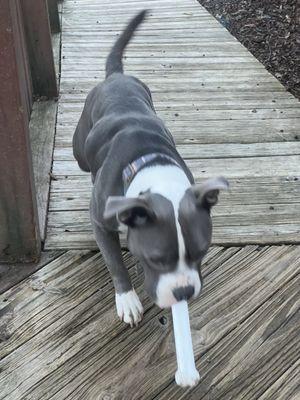 Greener Pastures Great & Small