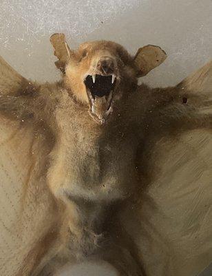 The Roeper School - Middle & Upper Campus