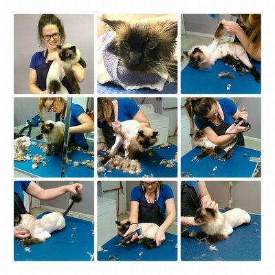 All Tails Are Wagging Pet Grooming