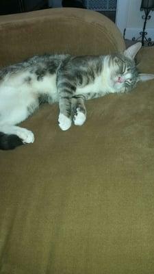 No Unicorns Petsitting