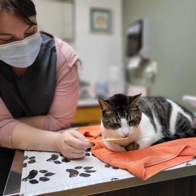 Arroyo Animal Clinic