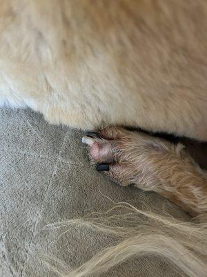 Pawbillion