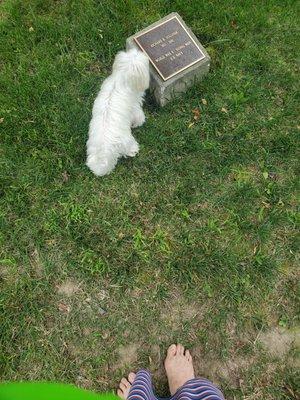 QT Paws pet grooming