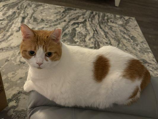 Magnolia Pet Resort & Spa