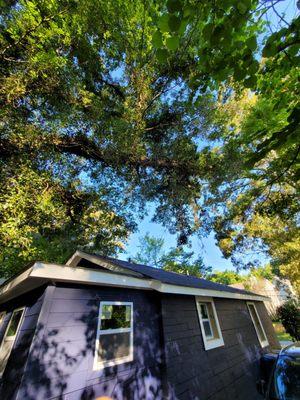 Hung branch hanging over the roof