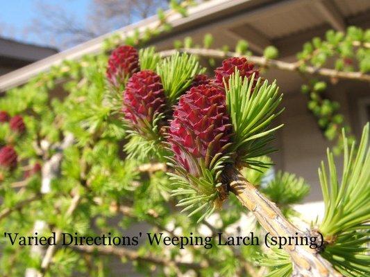 Van Zeeland Nursery & Landscape