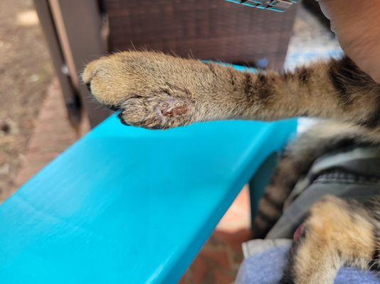 Central Carolinas Animal Hospital