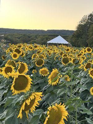 Pierson's Farm