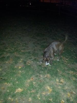Dog Friends of Stamford