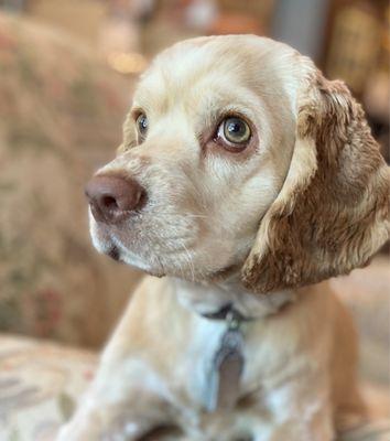 Just the best Cocker Spaniel