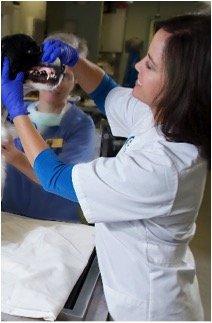 Companion Animal Dental Services