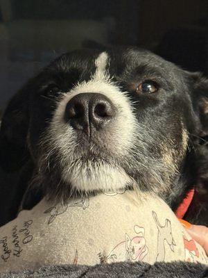 Bulverde Area Humane Society