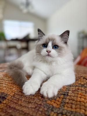 Ragdoll kitten