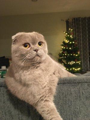 Scottish Fold Kittens