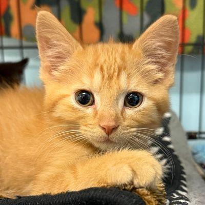 Prairie Paws Animal Shelter