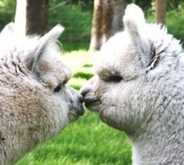 1st Choice Alpacas Ranch