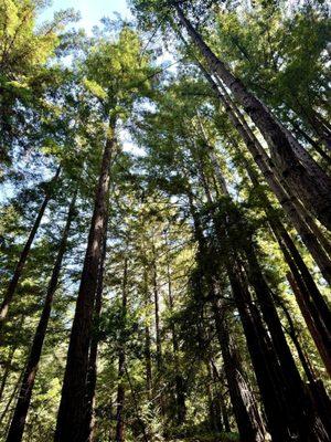 The Camp Recovery Center