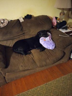 Harbor Road Veterinary Hospital