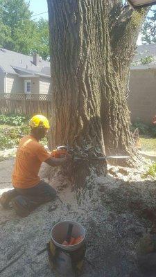 Finishing up with a large poplar tree removal.