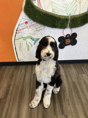 Dogtopia of Ahwatukee