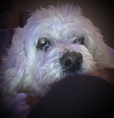 Marlton Animal Hospital