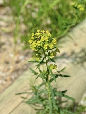 Theodore Roosevelt National Park