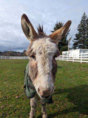 Rocky, the farm's donkey. Super nice!