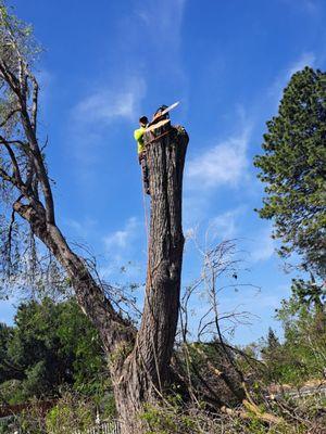 El Gato Tree Service