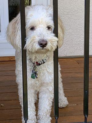 Groovy Grooming Pet Cuts