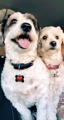 Americas Animal Clinic